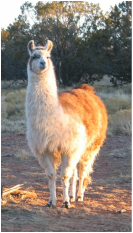 The Dude Southwest Llama Rescue